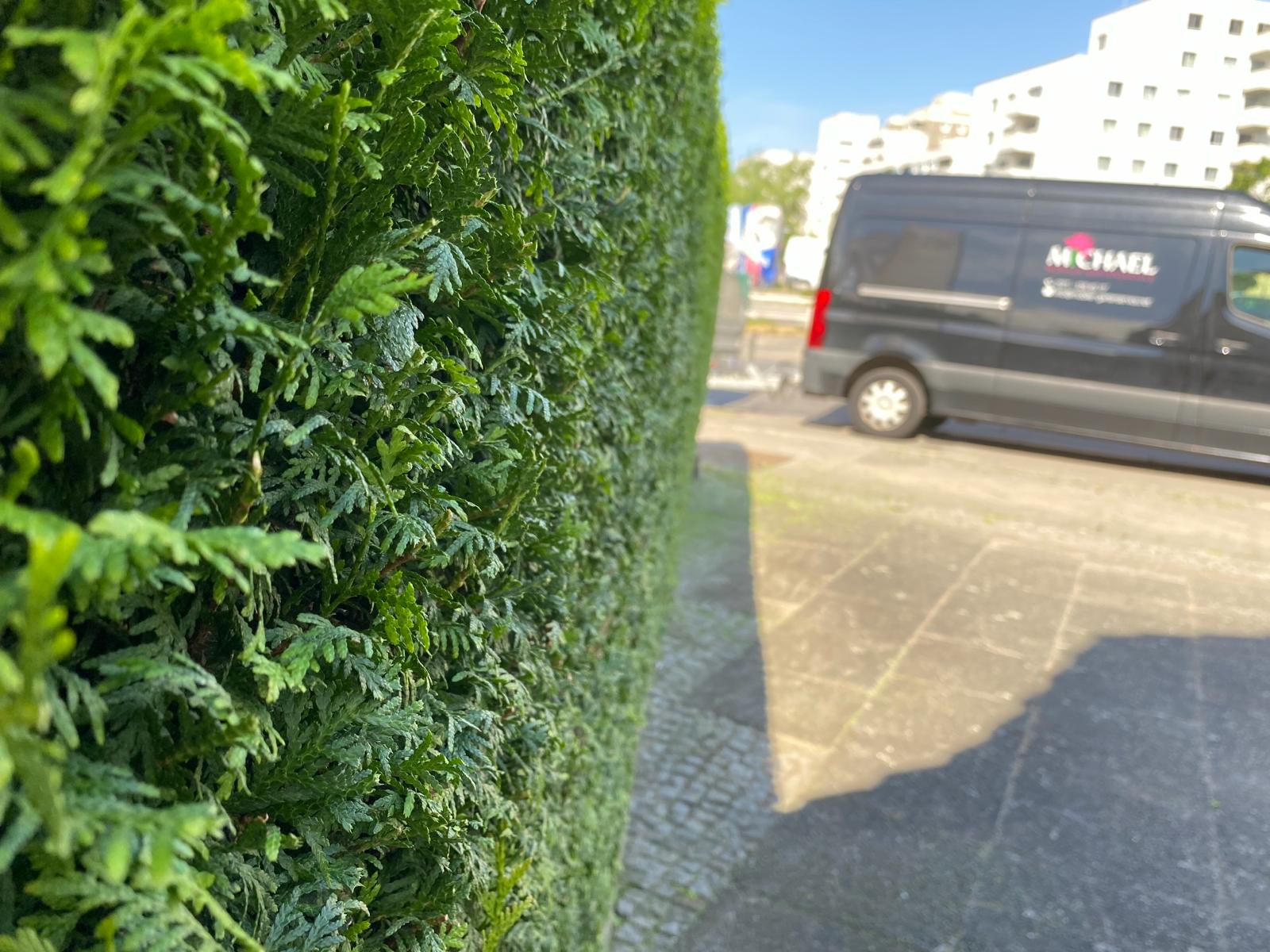 Geschnittene Hecke mit unserem Firmenfahrzeug im Hintergrund
